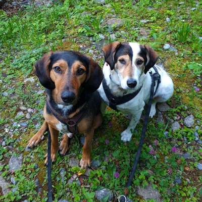 Giftköder-Tierschutzhunde-Bild