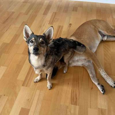 Giftköder-Einzeltraining-Bild