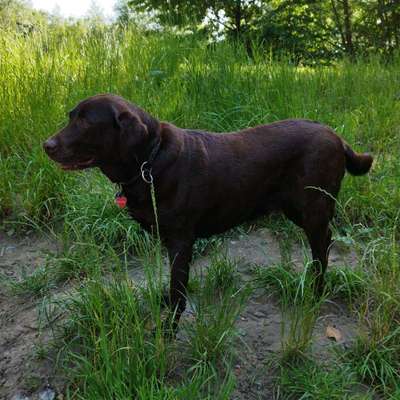 Hundetreffen-Treffen obere Mühle, Berlebeck bis Schling