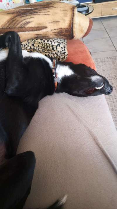 Auslandstierschutz-Beitrag-Bild