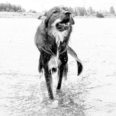 Die Dogorama Kalender Challenge Titelbild-Beitrag-Bild