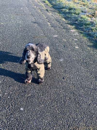 Cocker Spaniel-Beitrag-Bild