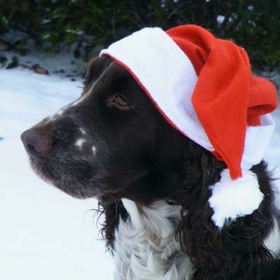 It's beginning to look a lot like.....-Beitrag-Bild