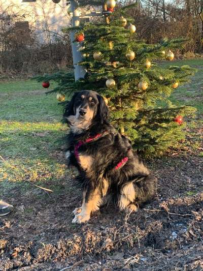 It's beginning to look a lot like.....-Beitrag-Bild