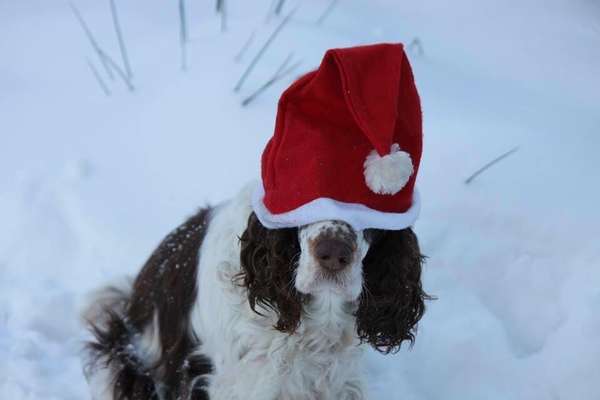 It's beginning to look a lot like.....-Beitrag-Bild