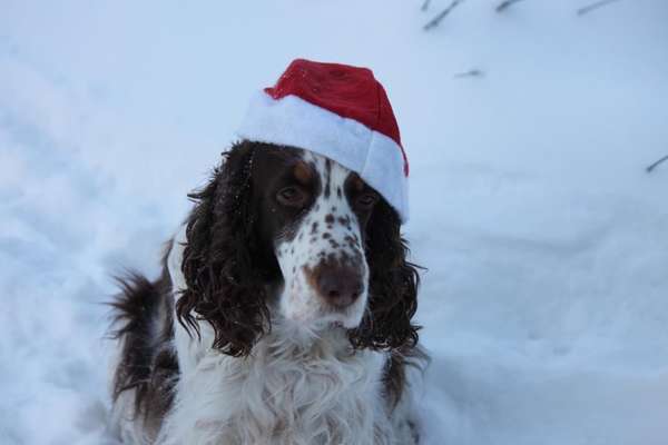 It's beginning to look a lot like.....-Beitrag-Bild