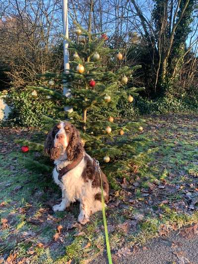 It's beginning to look a lot like.....-Beitrag-Bild