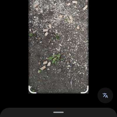 Giftköder-Eventuell Rattengift-Bild