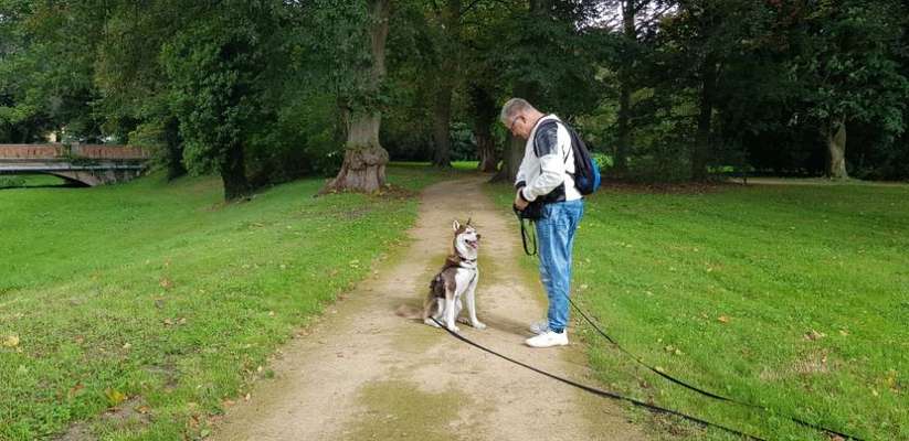 Hundetreffen-Spielkameraden-Bild