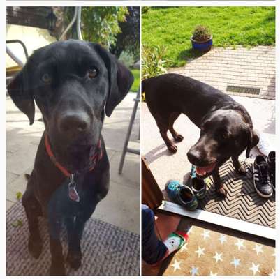 Labradorfans-Beitrag-Bild