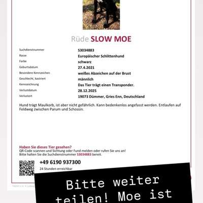Entlaufene, Gefundene und Vermisste Hunde-Beitrag-Bild