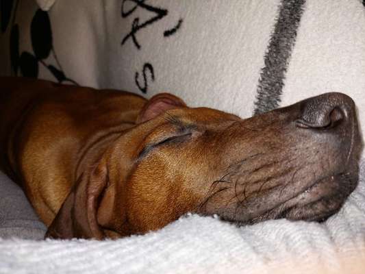 Rhodesian Ridgeback-Beitrag-Bild