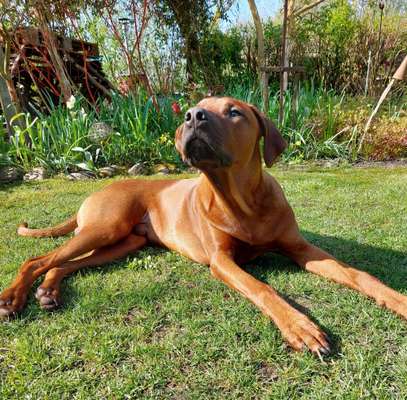 Rhodesian Ridgeback-Beitrag-Bild