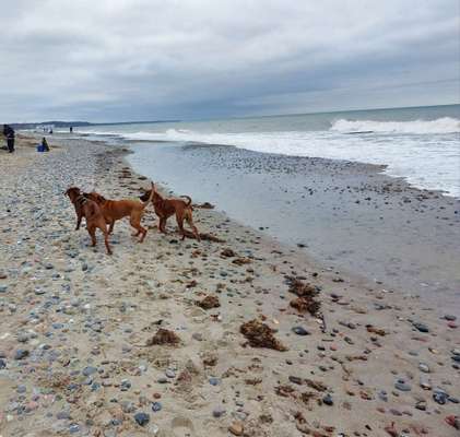 Rhodesian Ridgeback-Beitrag-Bild