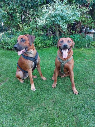 Rhodesian Ridgeback-Beitrag-Bild