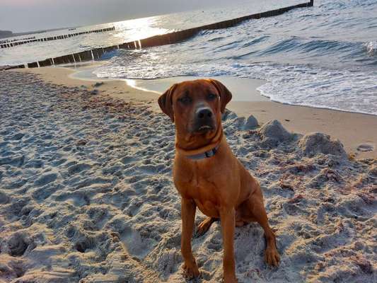 Rhodesian Ridgeback-Beitrag-Bild