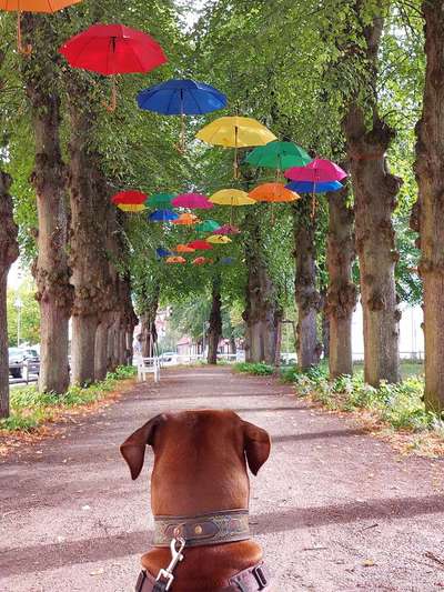Rhodesian Ridgeback-Beitrag-Bild