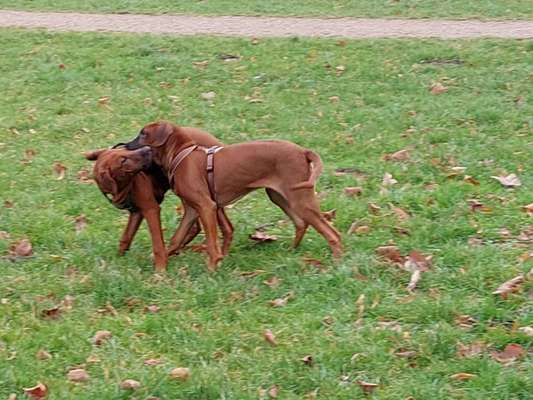 Rhodesian Ridgeback-Beitrag-Bild