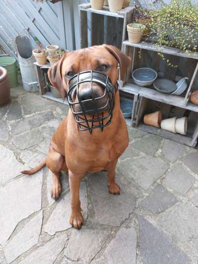 Rhodesian Ridgeback-Beitrag-Bild