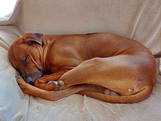 Rhodesian Ridgeback-Beitrag-Bild