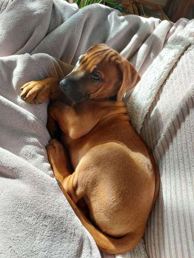 Rhodesian Ridgeback-Beitrag-Bild