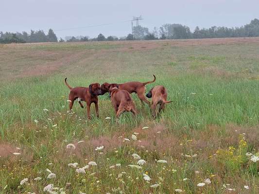 Rhodesian Ridgeback-Beitrag-Bild