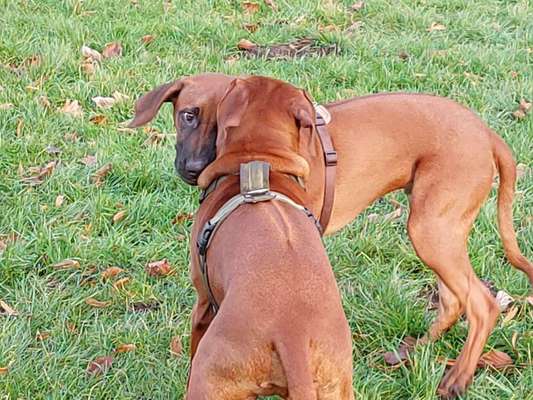 Rhodesian Ridgeback-Beitrag-Bild