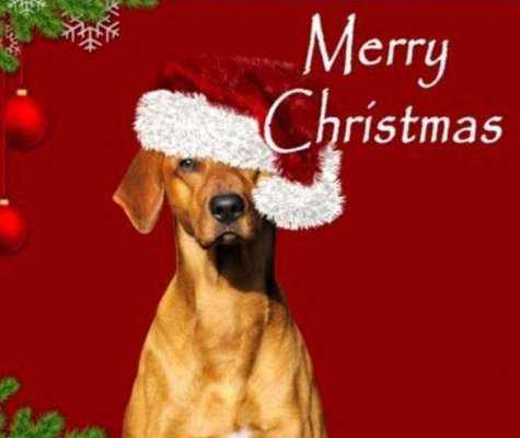 Rhodesian Ridgeback-Beitrag-Bild