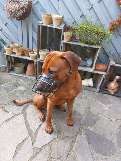 Rhodesian Ridgeback-Beitrag-Bild