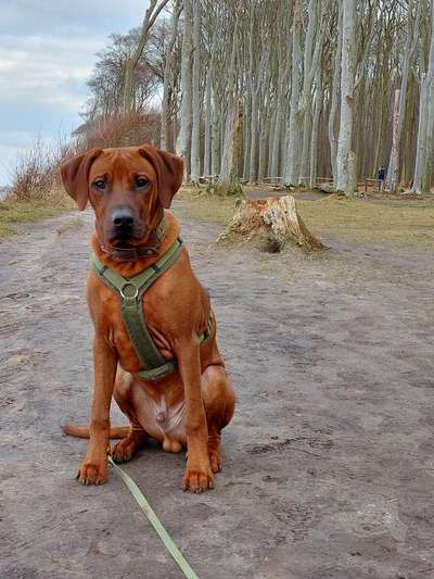 Rhodesian Ridgeback-Beitrag-Bild