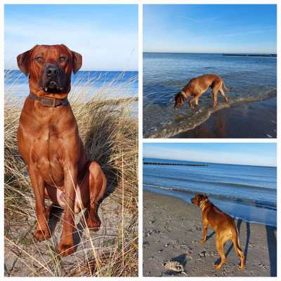 Rhodesian Ridgeback-Beitrag-Bild