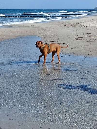 Rhodesian Ridgeback-Beitrag-Bild