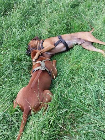 Rhodesian Ridgeback-Beitrag-Bild