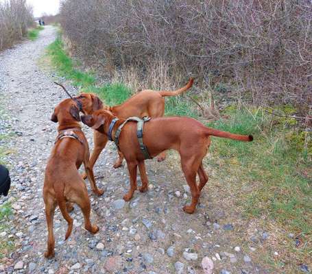 Rhodesian Ridgeback-Beitrag-Bild