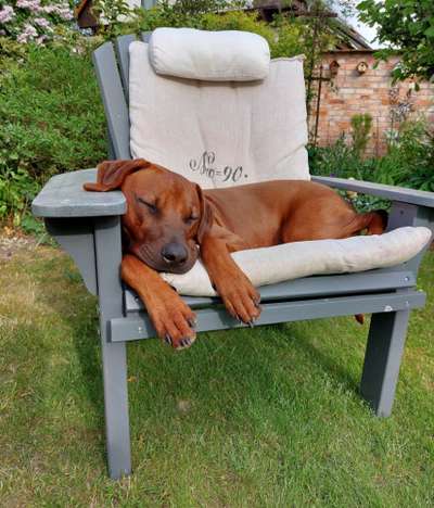 Rhodesian Ridgeback-Beitrag-Bild