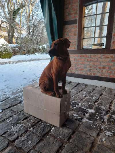 Rhodesian Ridgeback-Beitrag-Bild