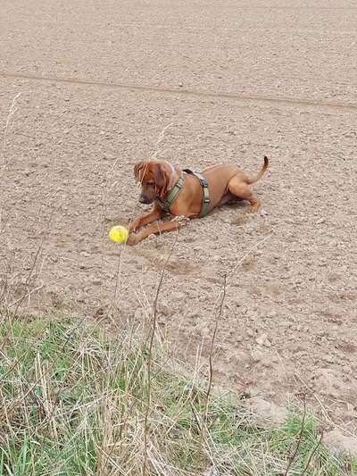 Rhodesian Ridgeback-Beitrag-Bild