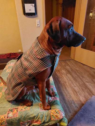 Rhodesian Ridgeback-Beitrag-Bild