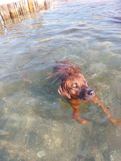Rhodesian Ridgeback-Beitrag-Bild