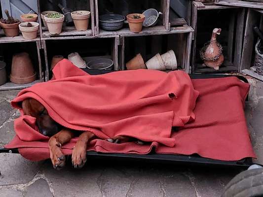 Rhodesian Ridgeback-Beitrag-Bild