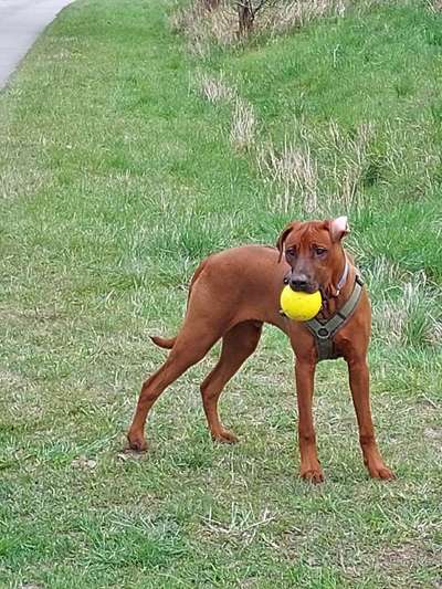 Rhodesian Ridgeback-Beitrag-Bild