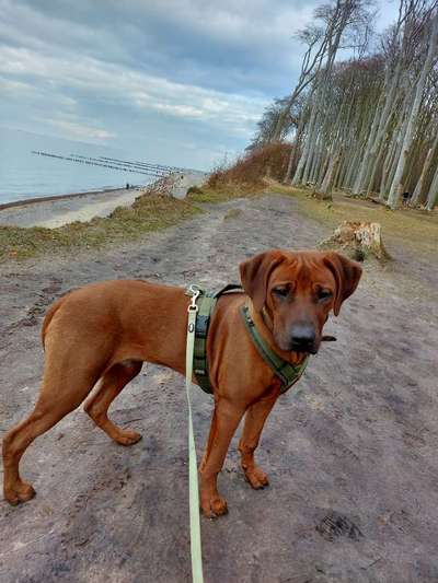 Rhodesian Ridgeback-Beitrag-Bild