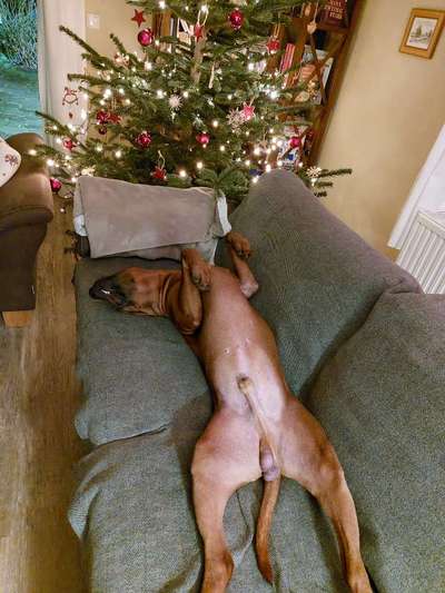 Rhodesian Ridgeback-Beitrag-Bild