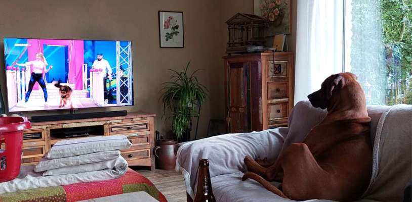 Rhodesian Ridgeback-Beitrag-Bild