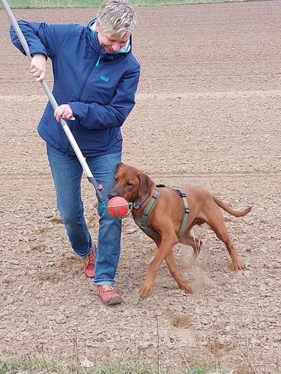 Rhodesian Ridgeback-Beitrag-Bild