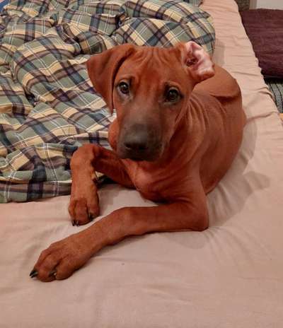 Dogorama Photo Challenge - Portrait-Beitrag-Bild