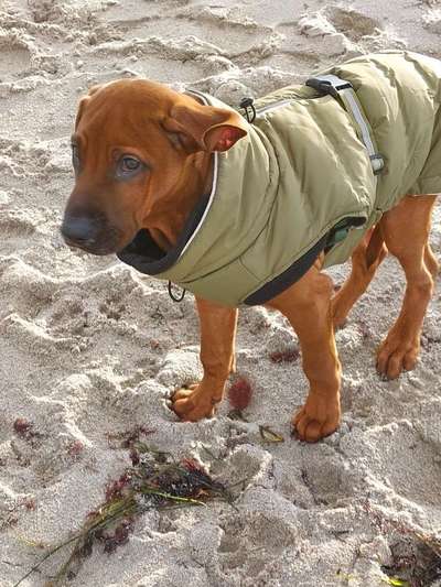 Rhodesian Ridgeback-Beitrag-Bild