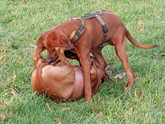 Rhodesian Ridgeback-Beitrag-Bild