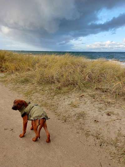 Rhodesian Ridgeback-Beitrag-Bild