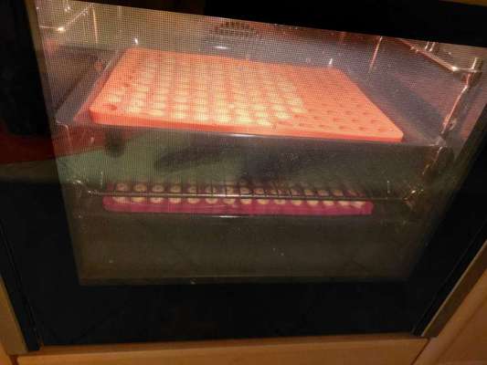 Rhodesian Ridgeback-Beitrag-Bild